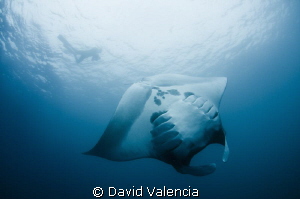 We jumped in to snorkel with these mantas while they fed ... by David Valencia 